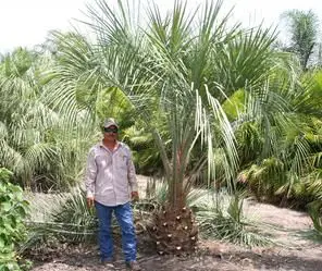 A man standing beside a pindo palm