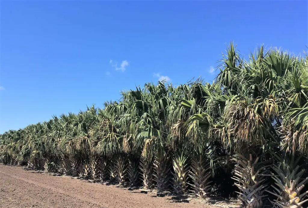 A Large Row of Growing Sabal Tree Field Two