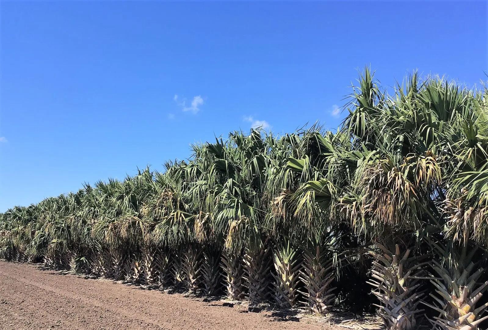 successfully-transplanting-texas-sabal-palms-simmons-tree-farms