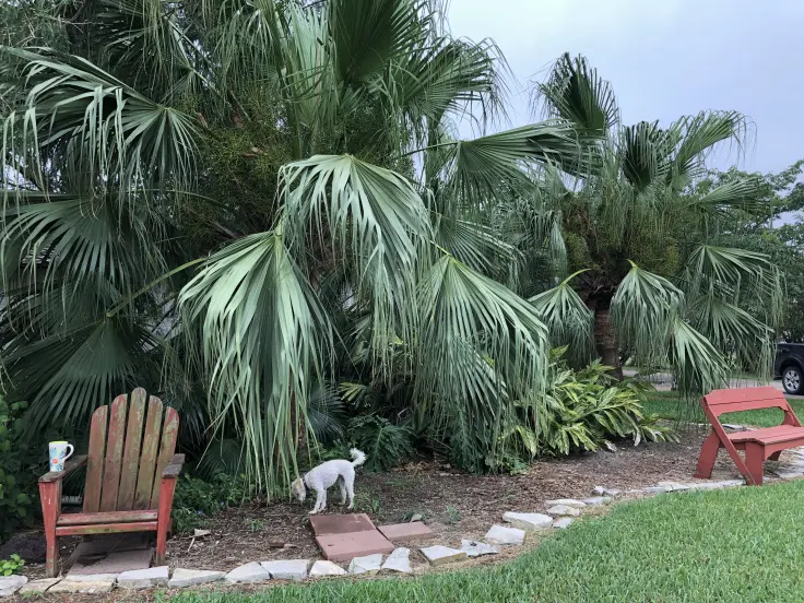 Chinese Fan Palms