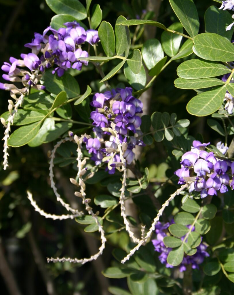 Mountain Laurel with Bloom Stems
