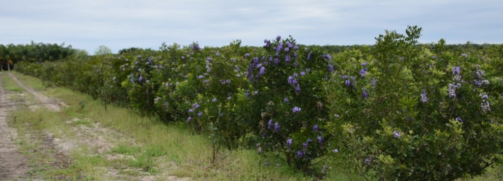 Field of Texas Mountain Laurels