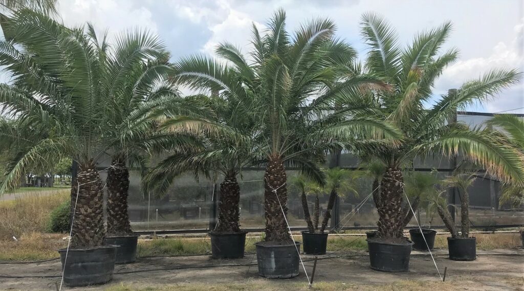 Cliff Date Palms