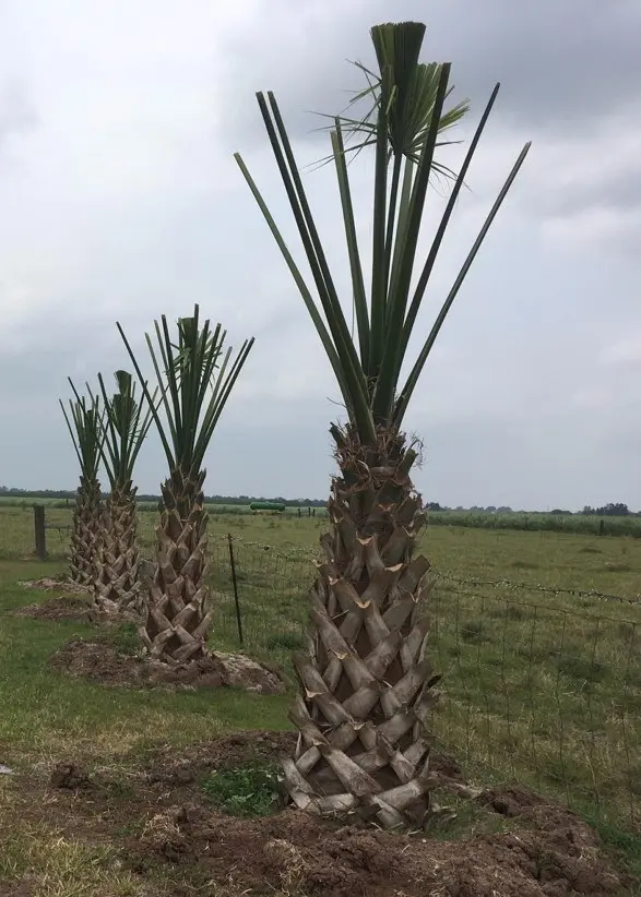 Transplanting Texas Sabal Palms