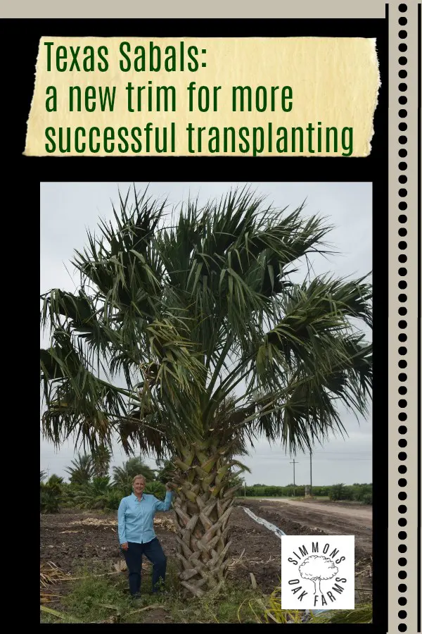Transplanting Texas Sabal Palms