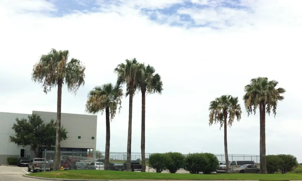 Washingtonias in a parking lot landscape