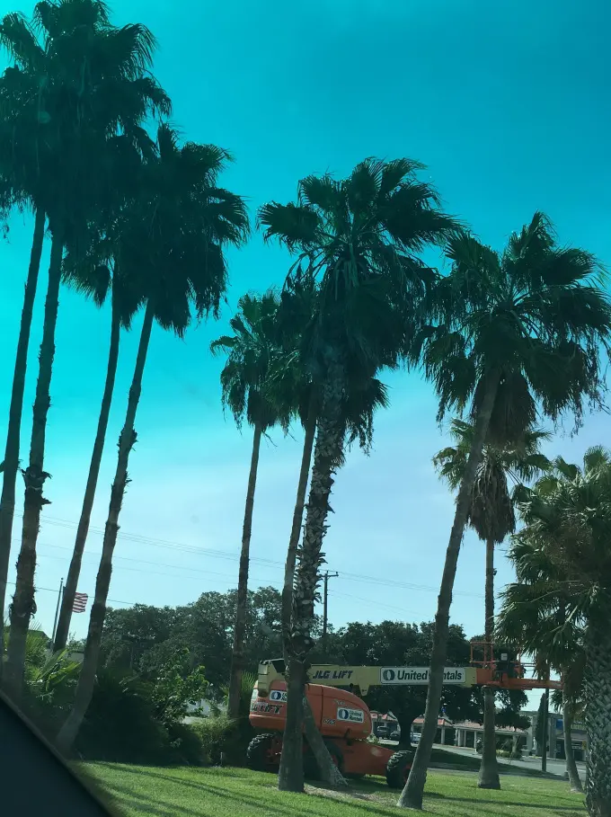 Mexican Fan Palms in Harlingen