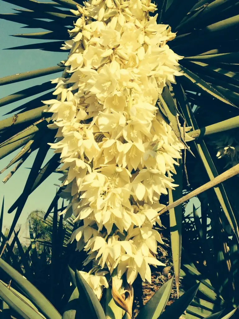 Yucca bloom