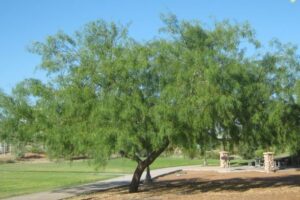 Honey Mesquite Trees - Simmons Tree Farms