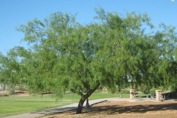 austin texas mesquite trees