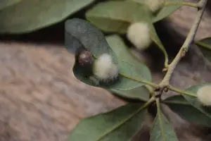 Wooly Oak Galls - Simmons Tree Farms