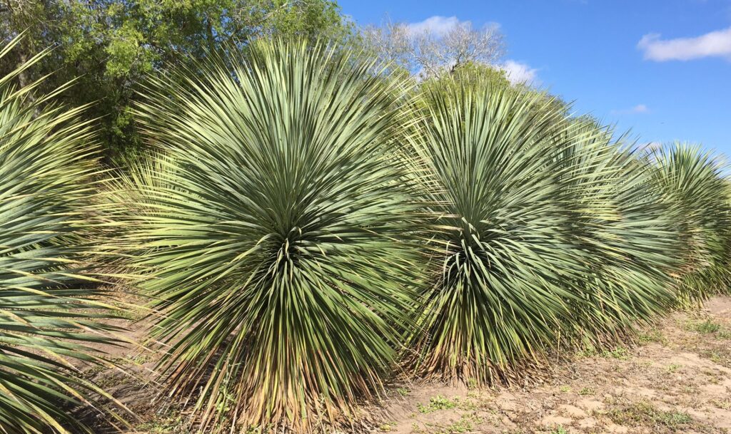 Yucca rostratas