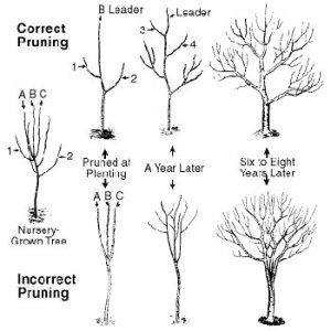 tree pruning