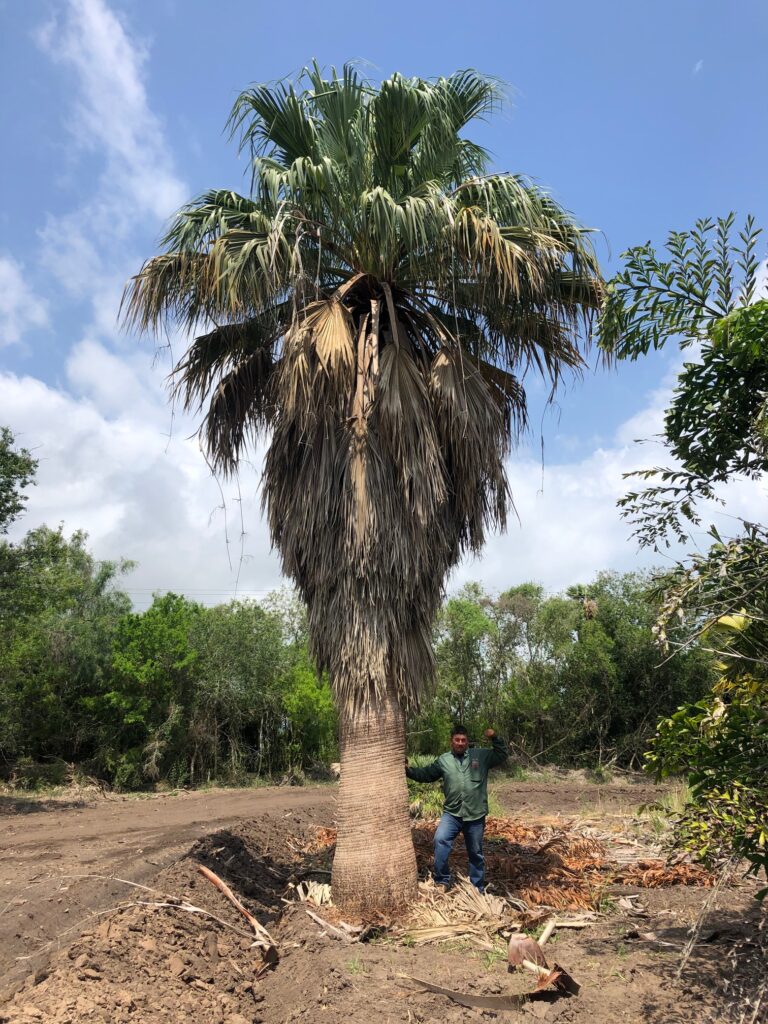 Washingtonia filibusta are cold hardy, water wise, and look awesome!