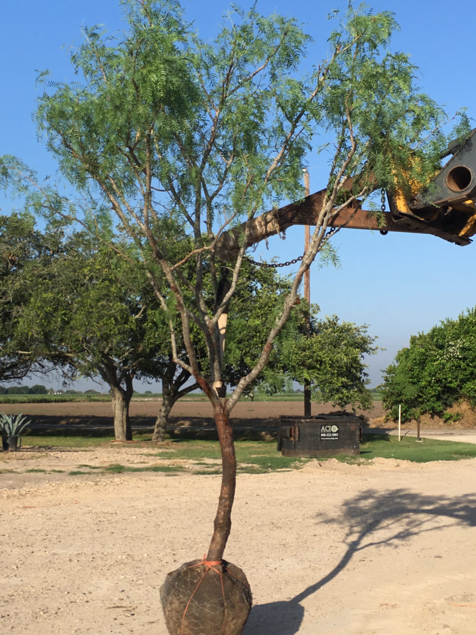 Honey Mesquite Trees - Simmons Tree Farms