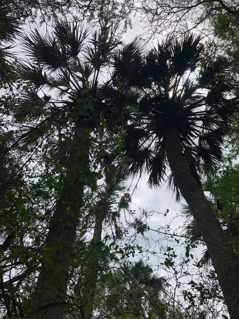 There were beautiful silouettes looking up into the canopies.