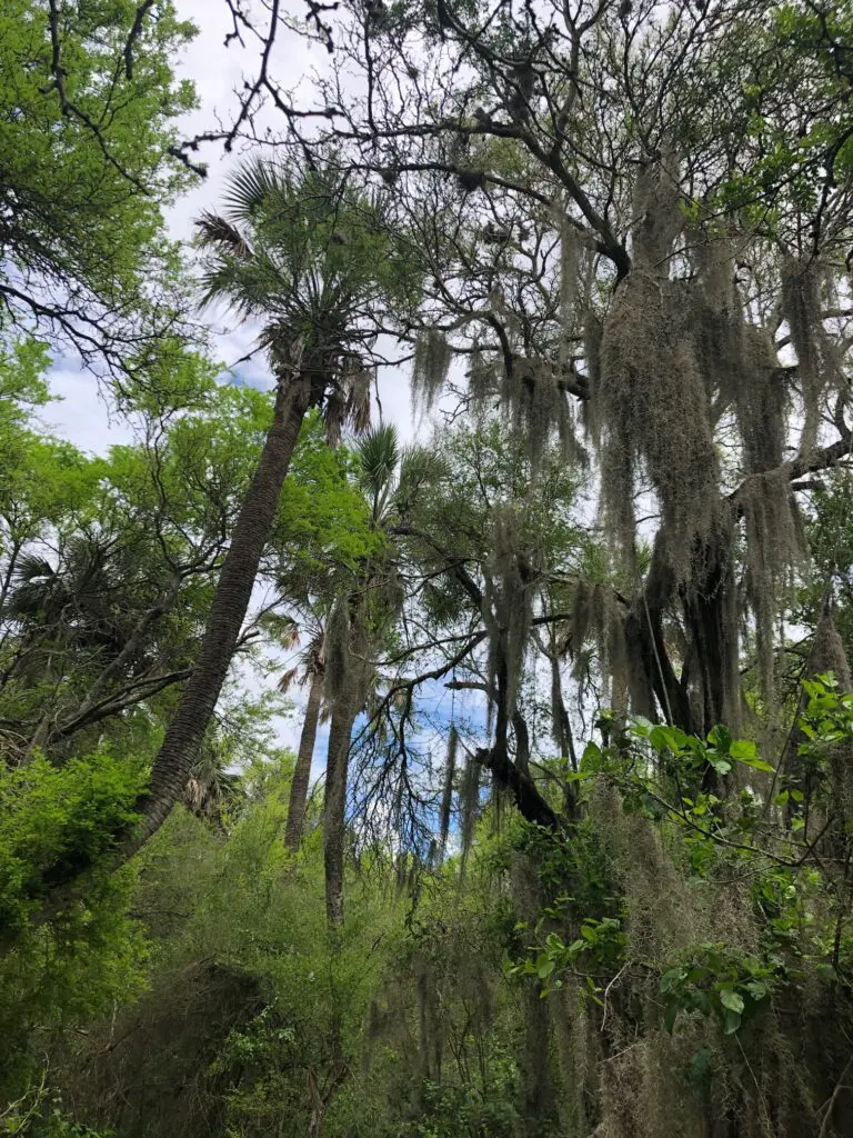 In the densest areas, there was quite a bit of Spanish moss