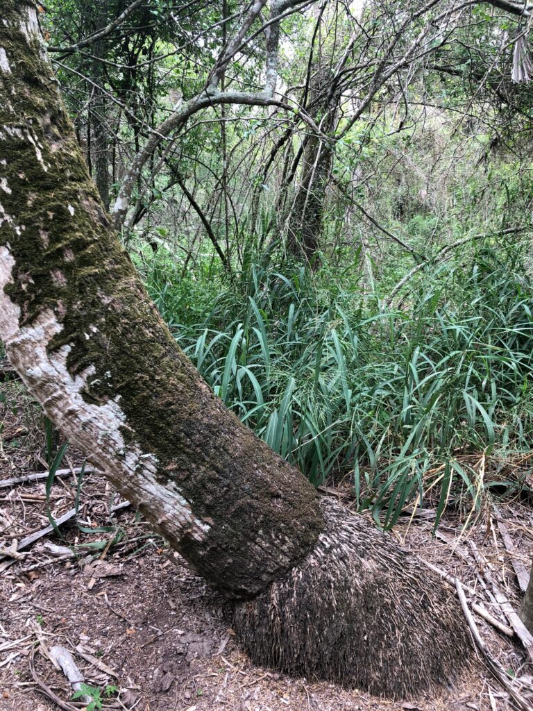 This palm wasn’t deterred by being blown over or pushed over