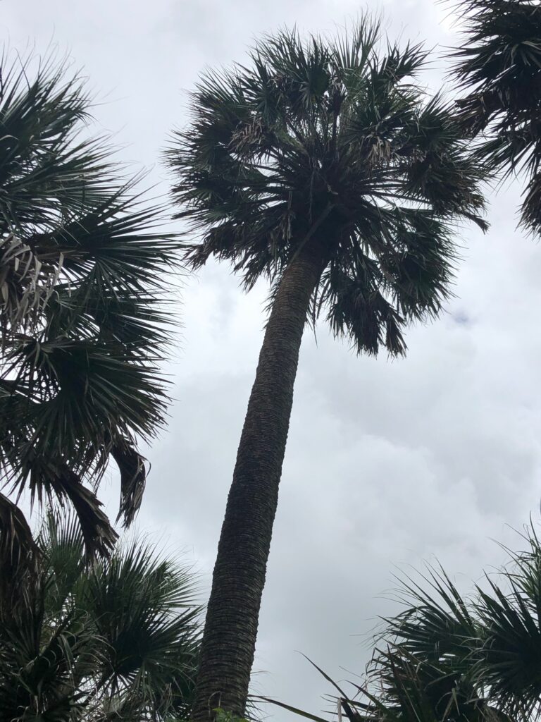 Varieties of native trees