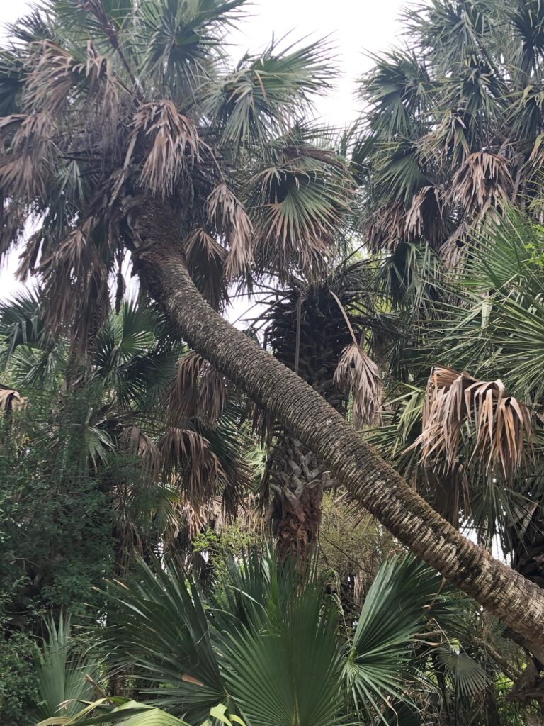 You can see the close leaf scars on this palm