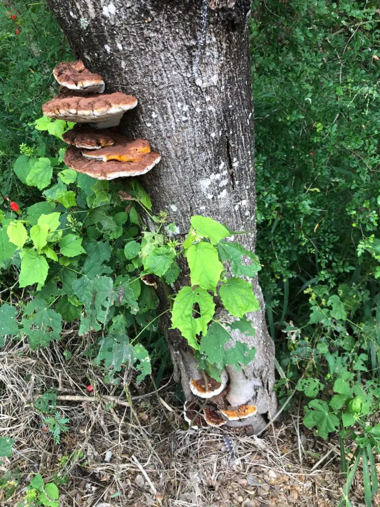 These shelf conks tells us that this tree has seen better days