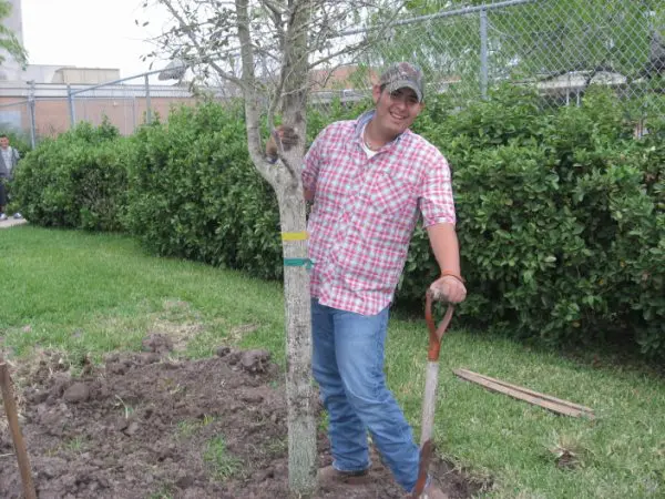 Additional Root Growth