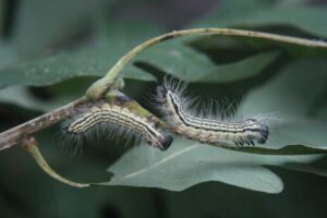 Two caterpillars