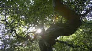 Rays of the sun penetrating the leaves of the tree