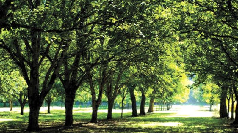 Shade Our Street - Simmons Tree Farms