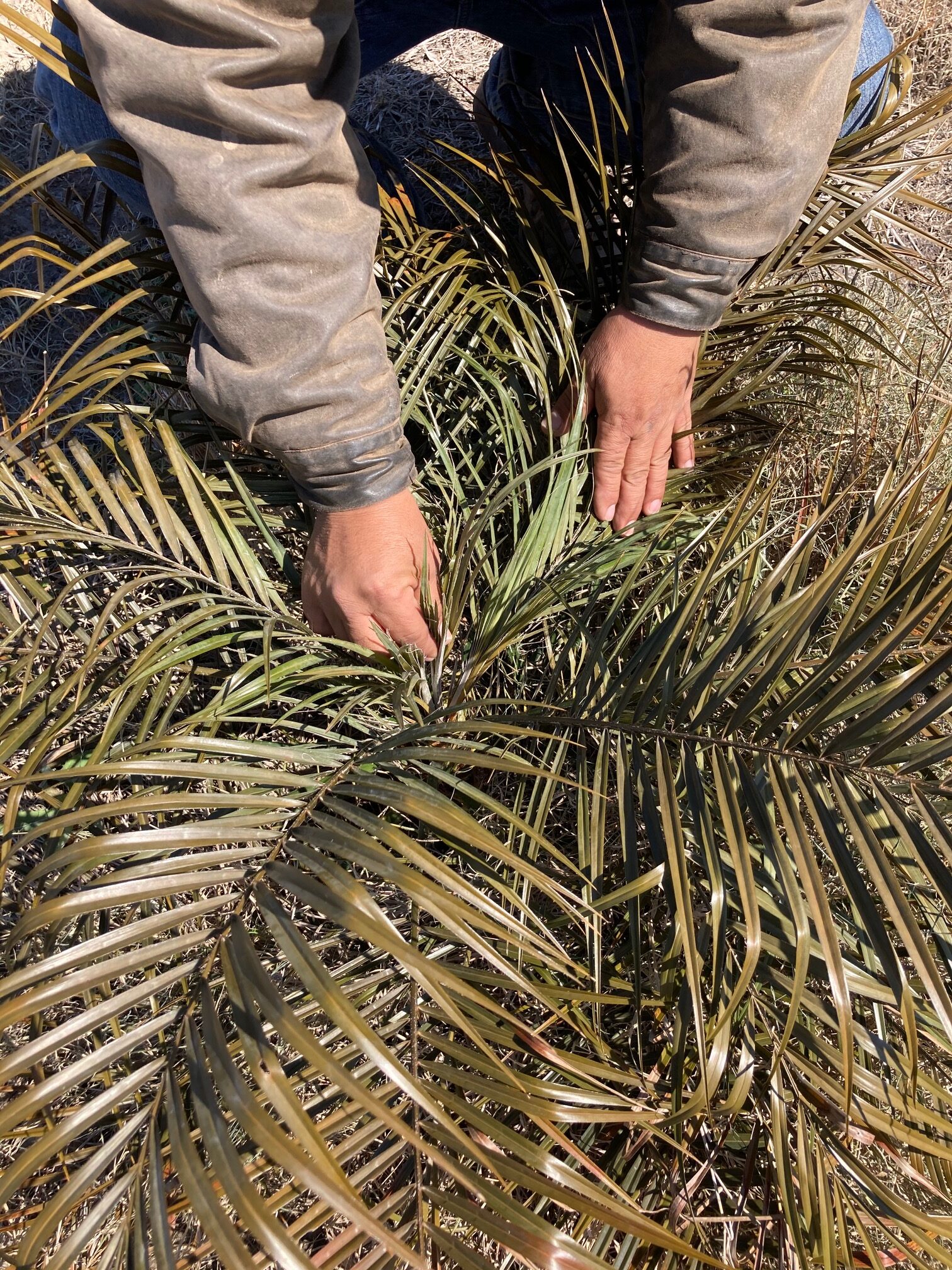 Assessing Our Freeze Damage - Simmons Tree Farms