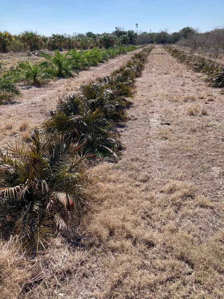 Canary Dates and Pygmy Dates after the freeze