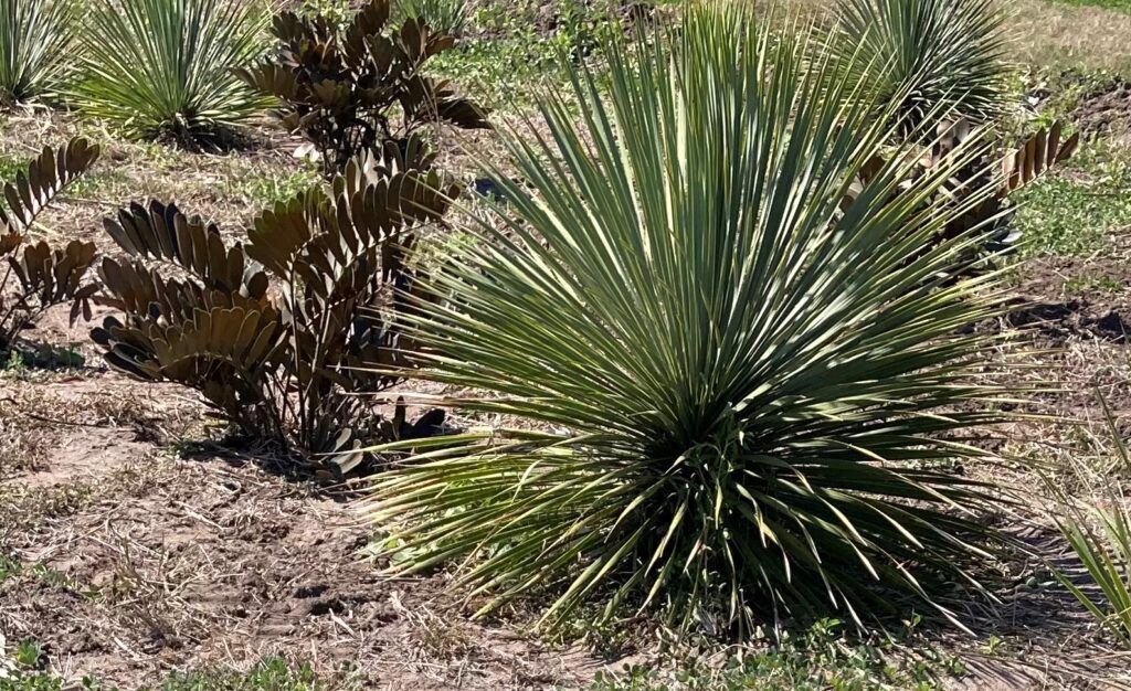 Yucca rostrata