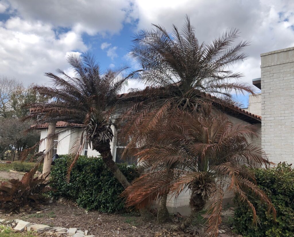 Pygmy date palms or phoenix roebellinii after a storm