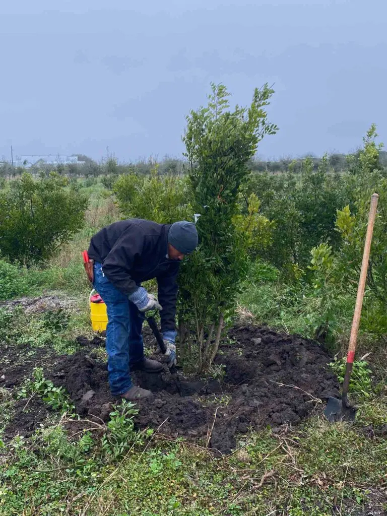 Digging around the RootMaker bag to cut any small roots