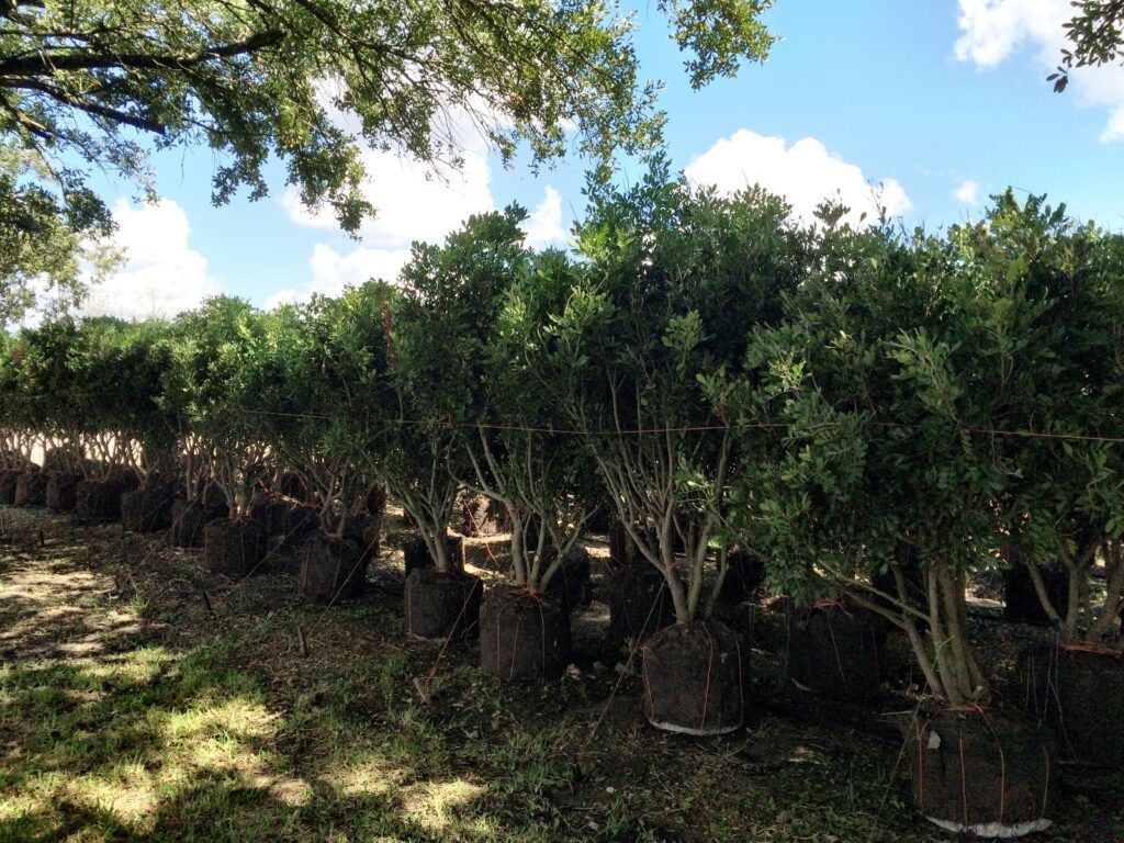 Mountain Laurels secured for curing