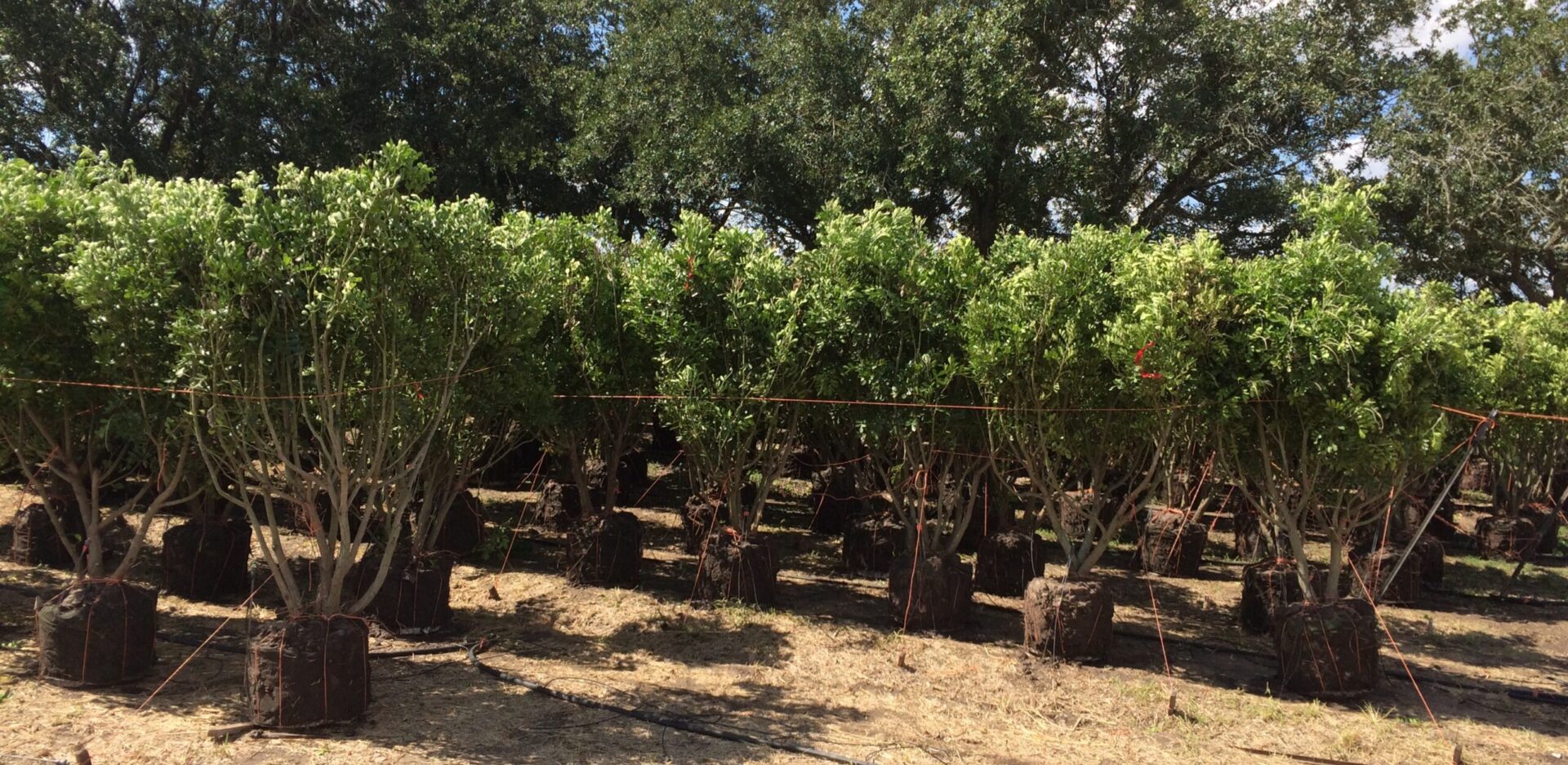 Mountain Laurel Harvesting Season - Simmons Tree Farms