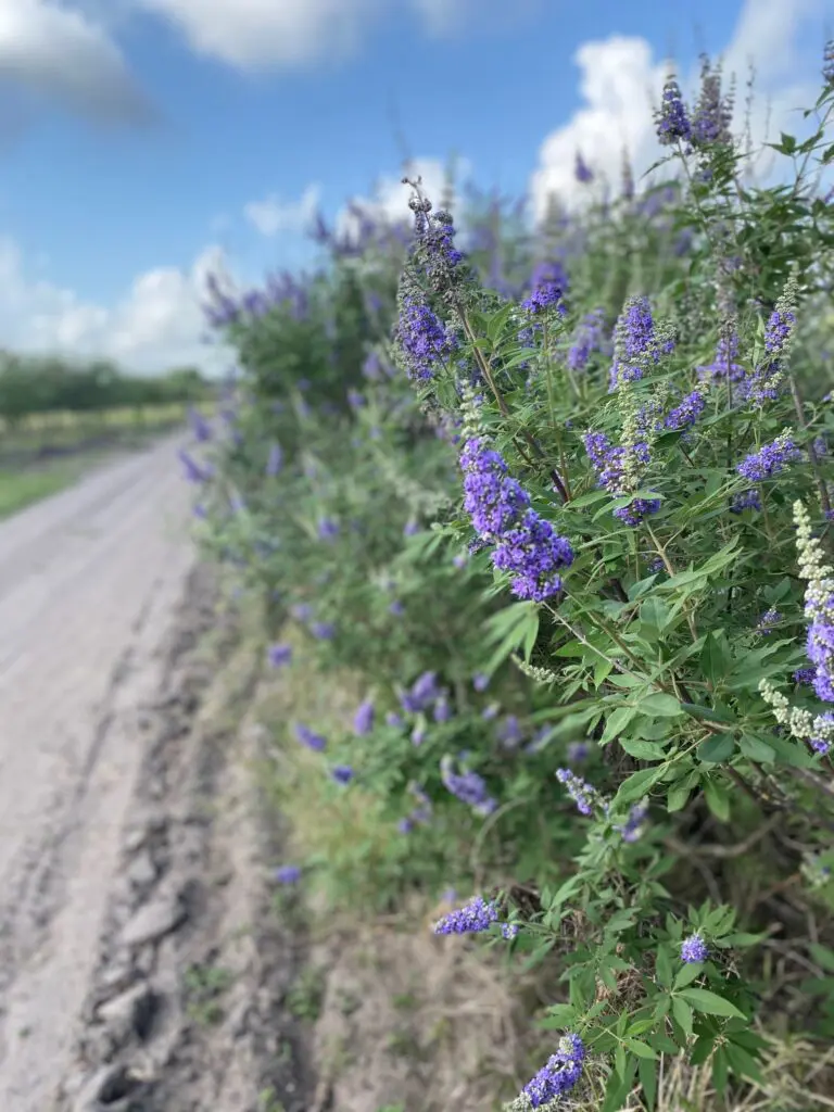 The vitex tree