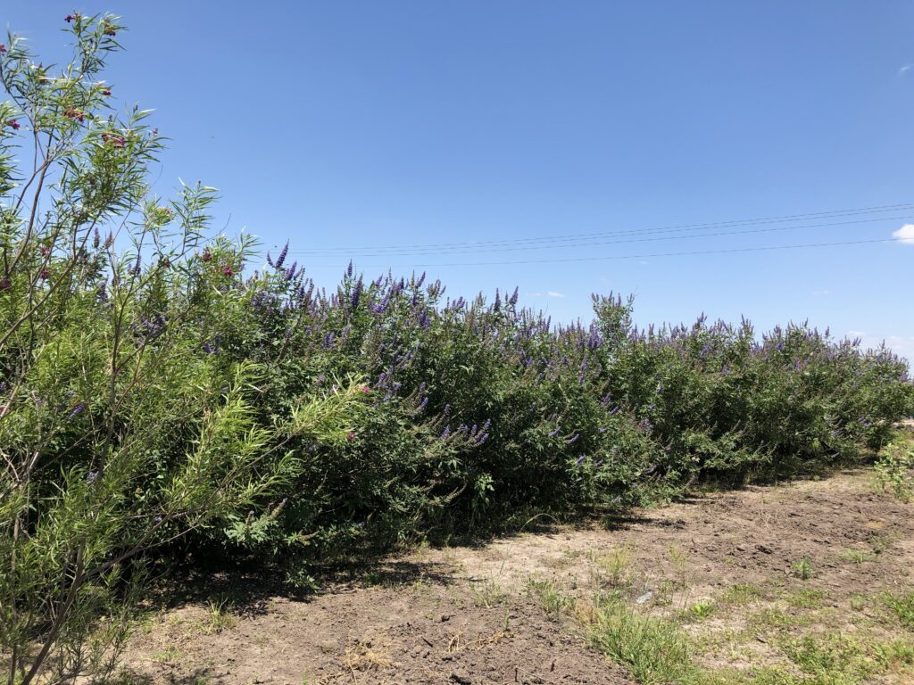 Vitex angus castus