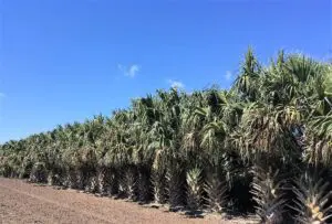 A Large Row of Growing Sabal Tree Field One