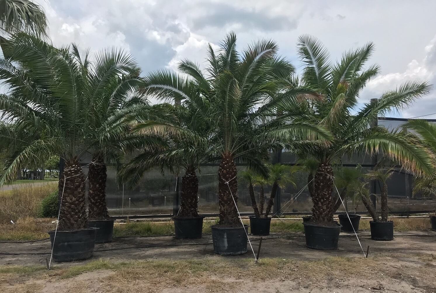 cliff-date-2019 palms