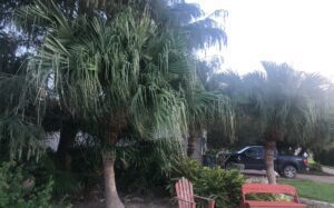 Chinese Fan Palm tree in a Garden