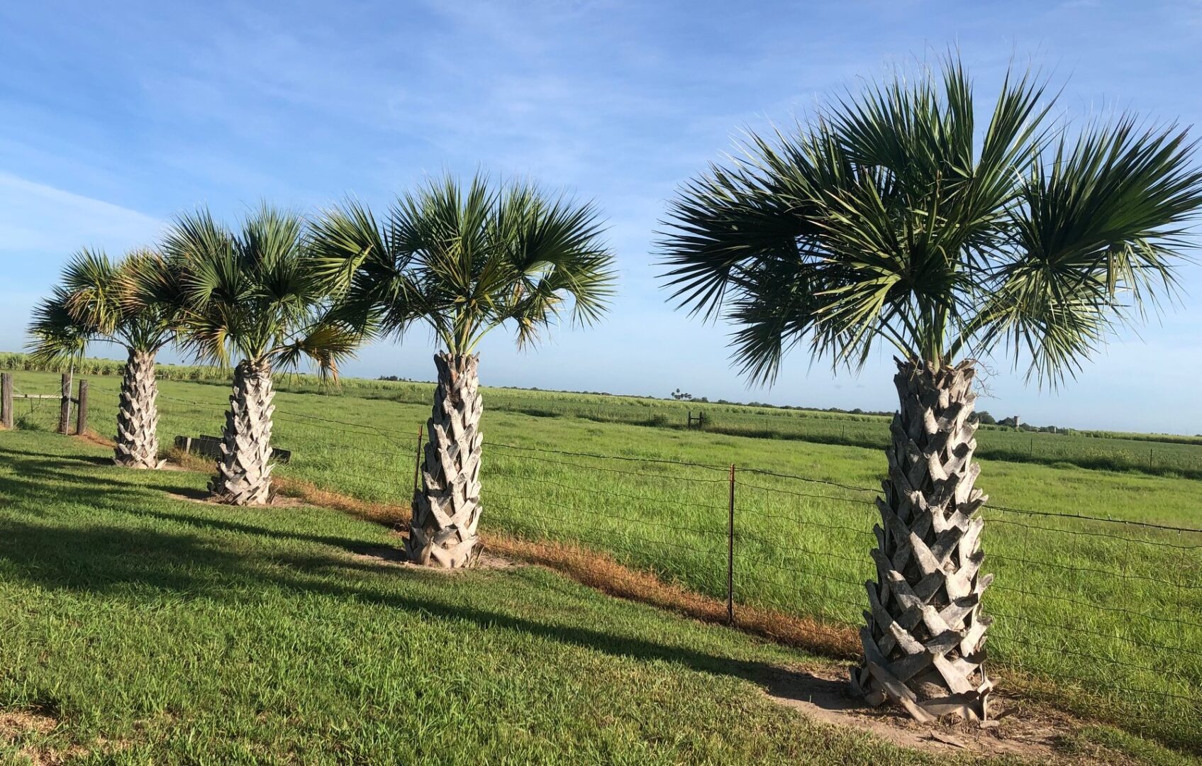 Texas Sabal Palm: A Landscape Superstar! - Simmons Tree Farms