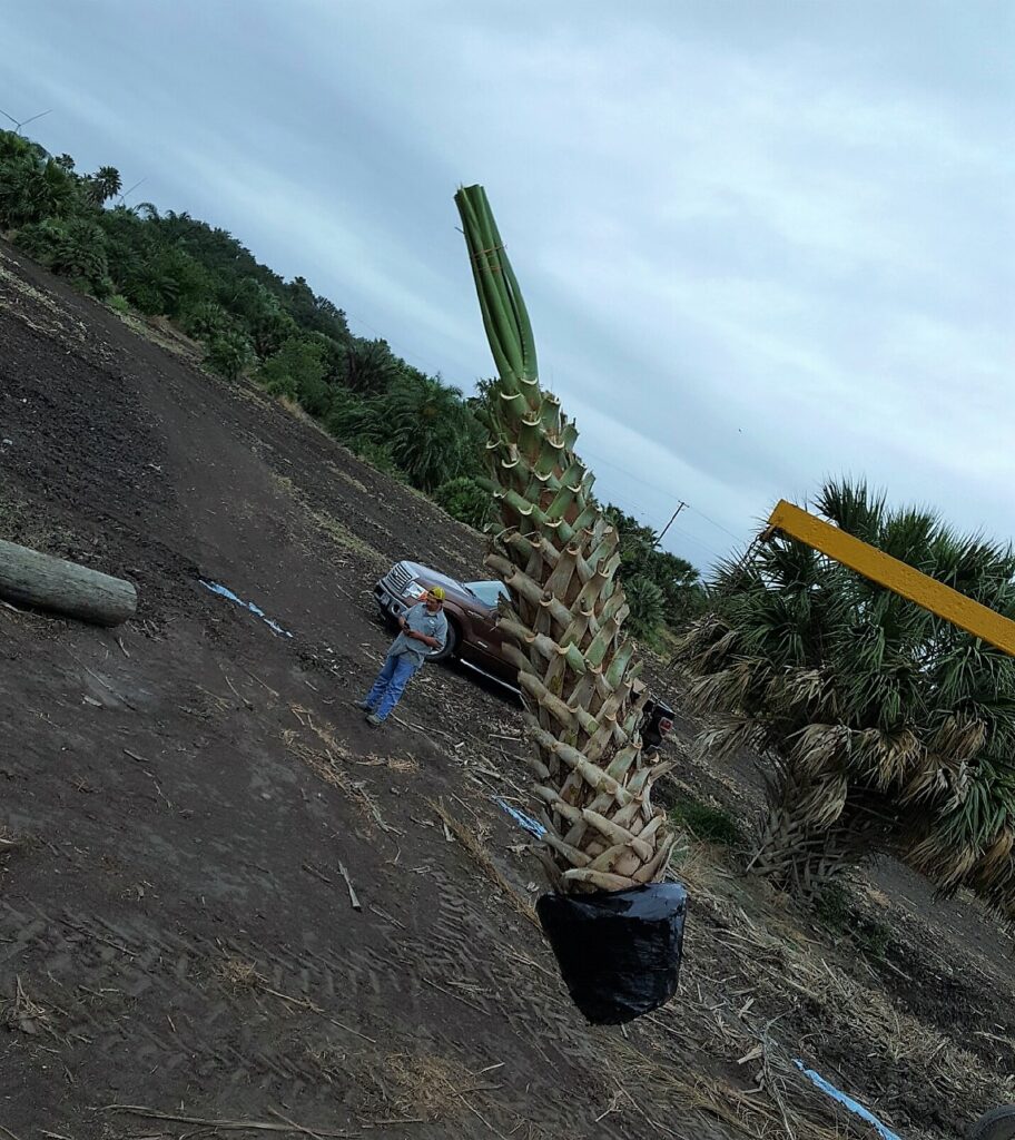 Texas Sabal Palm at harvest