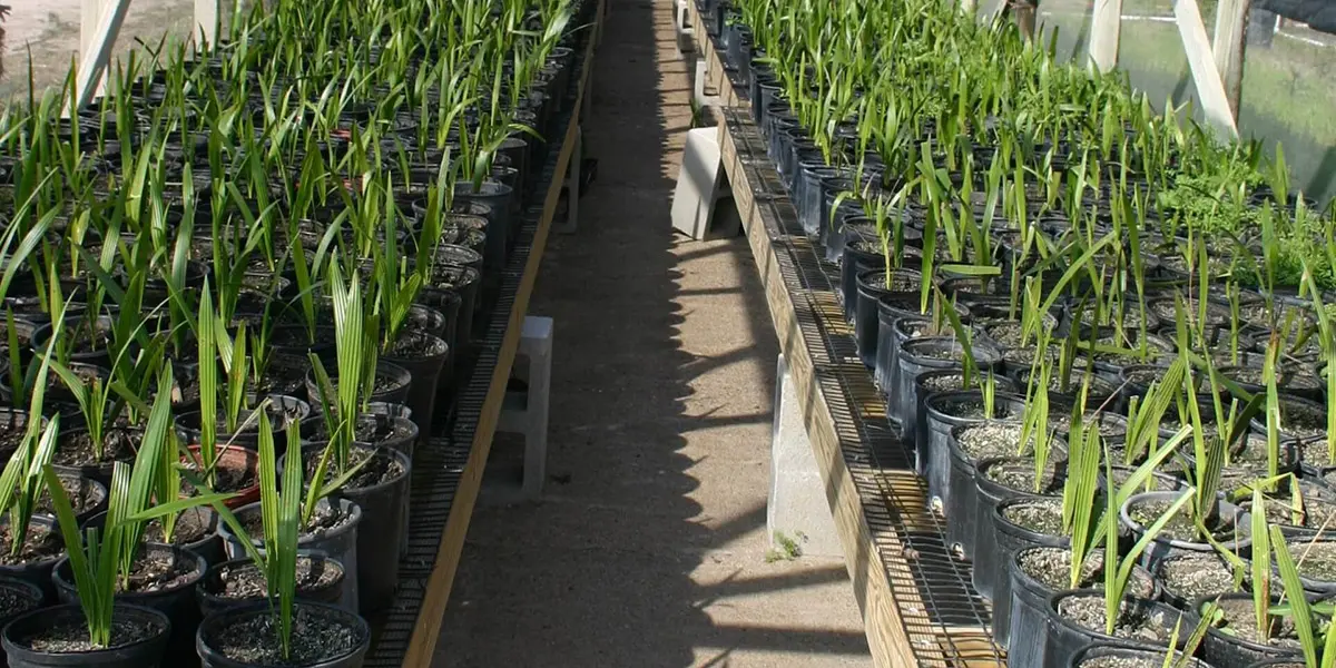 A collection of green color plants